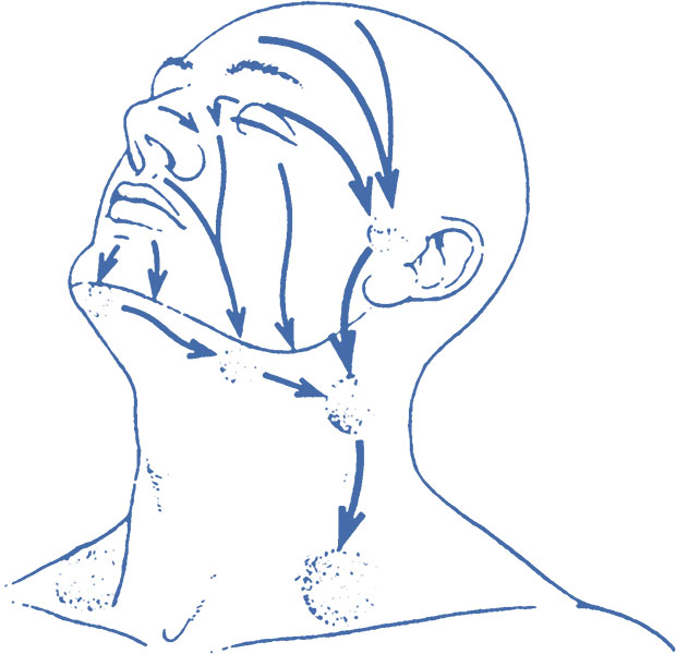 Head and Neck Lymphnodes